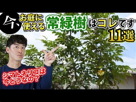 陰樹 陽樹|【陽樹 陰樹】 陽樹陰樹之分：揭開風水與植物學的奧秘